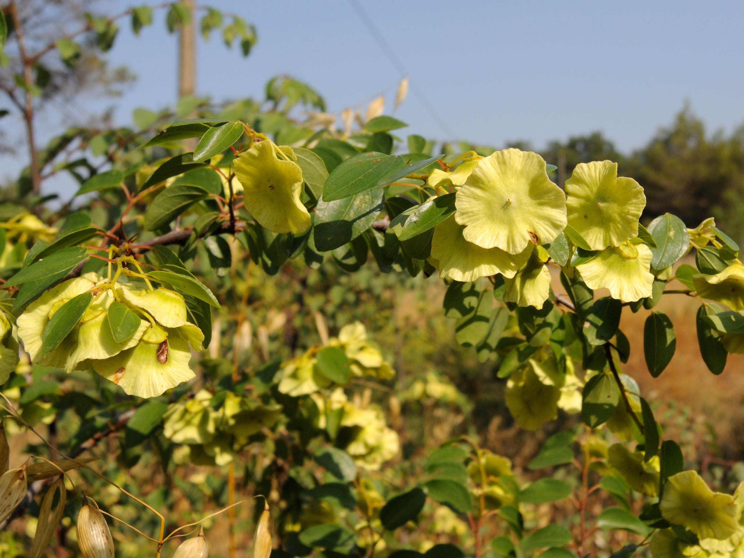 Afficher le média paliurus_spina-christi2md paliurus_spina-christi2md