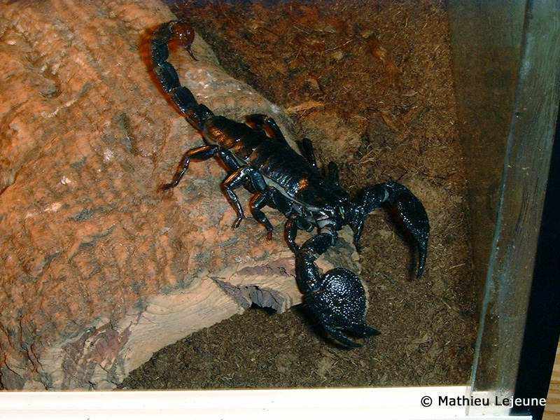 pandinus_imperator2ml