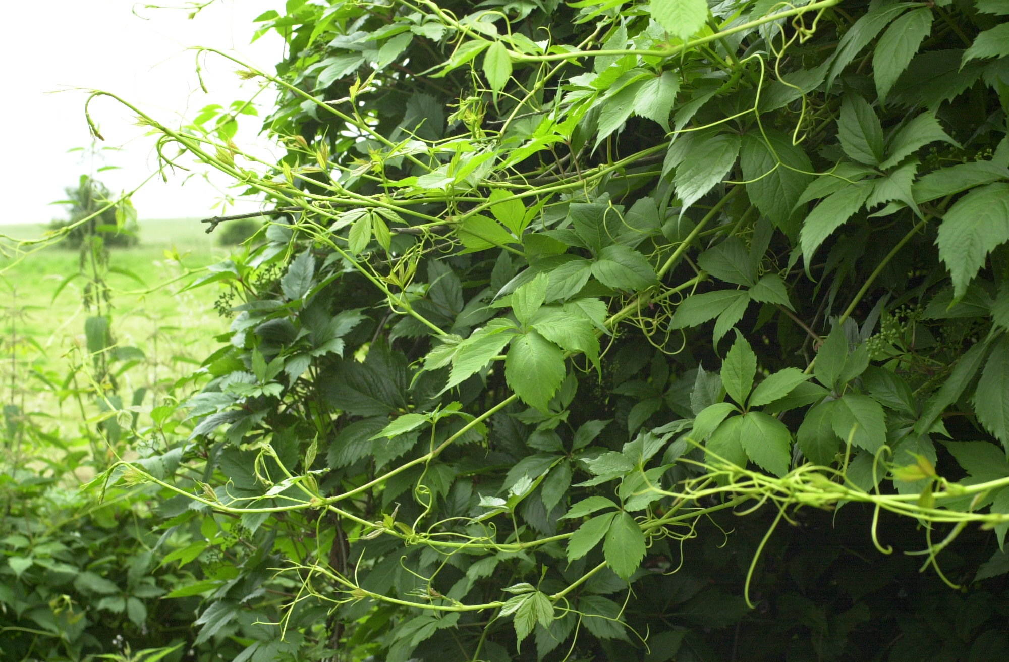 Afficher le média parthenocissus_inserta3md parthenocissus_inserta3md