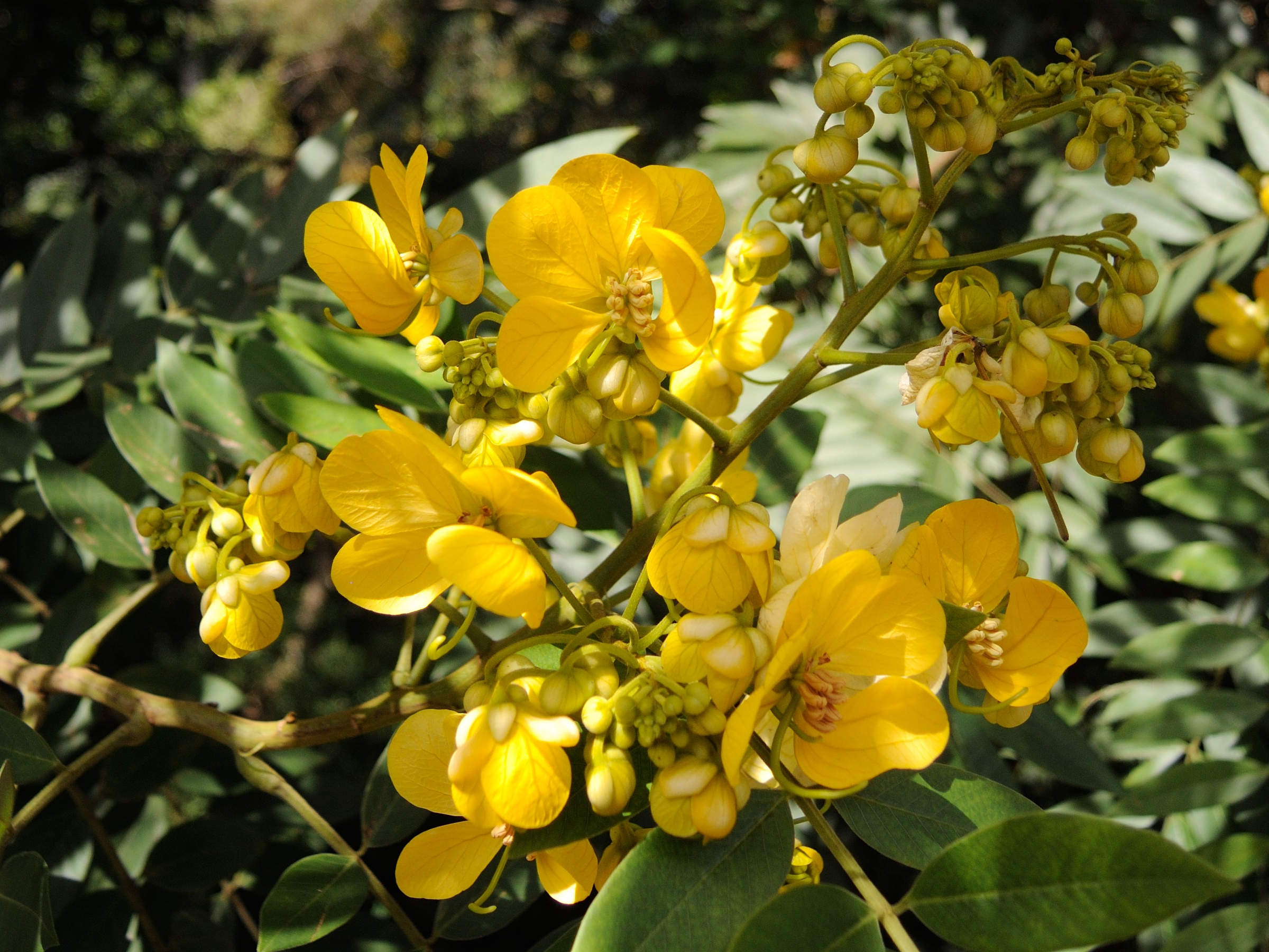 peltophorum_pterocarpum7md