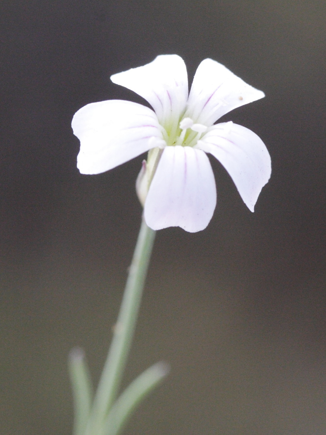 Afficher le média petrorhagia_saxifraga_gasparrinii3md petrorhagia_saxifraga_gasparrinii3md