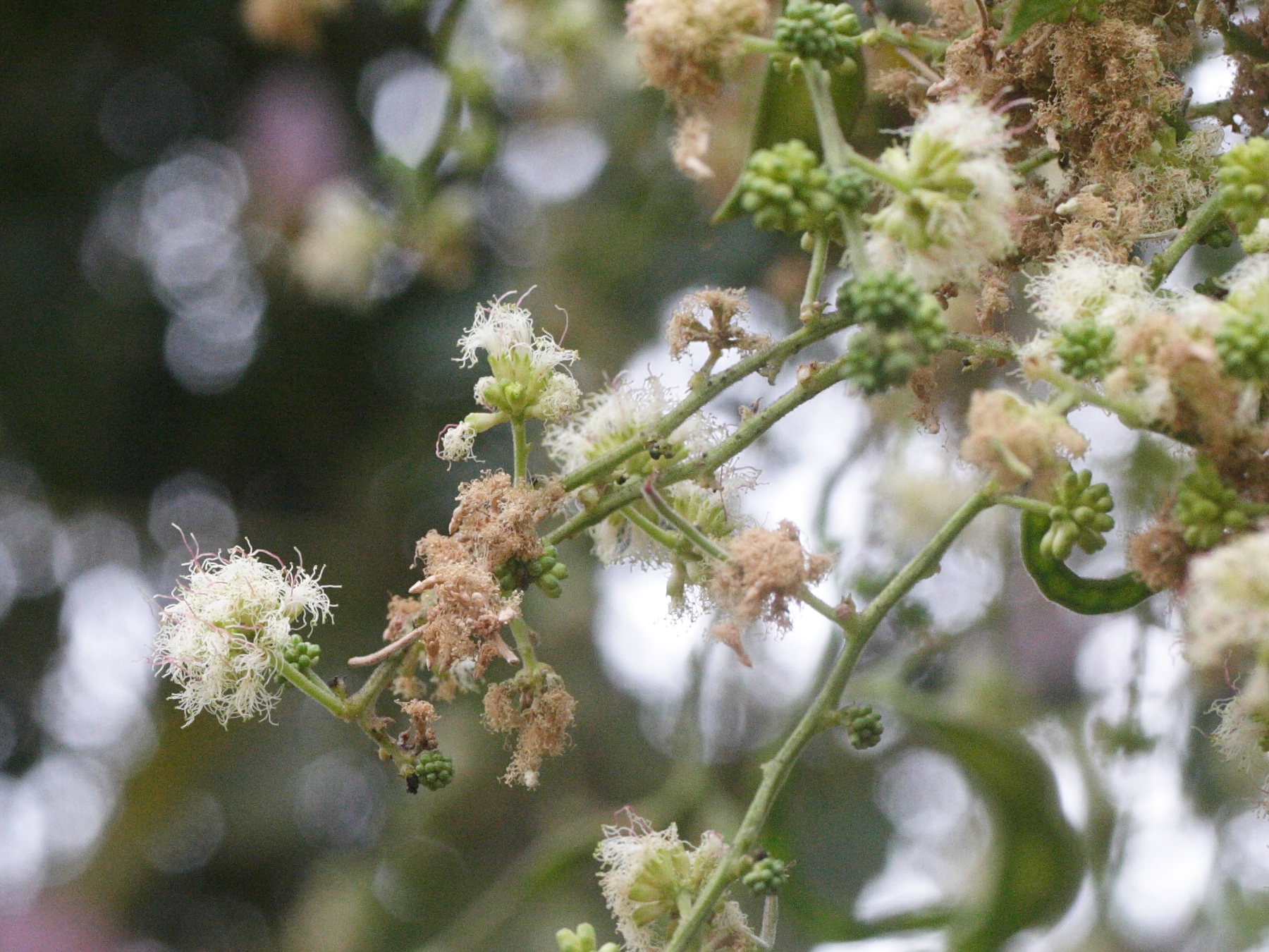 Afficher le média pithecellobium_dulce3md pithecellobium_dulce3md