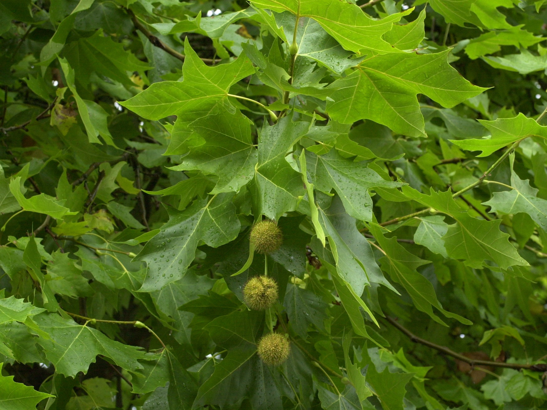 platanus_x_hispanica2md