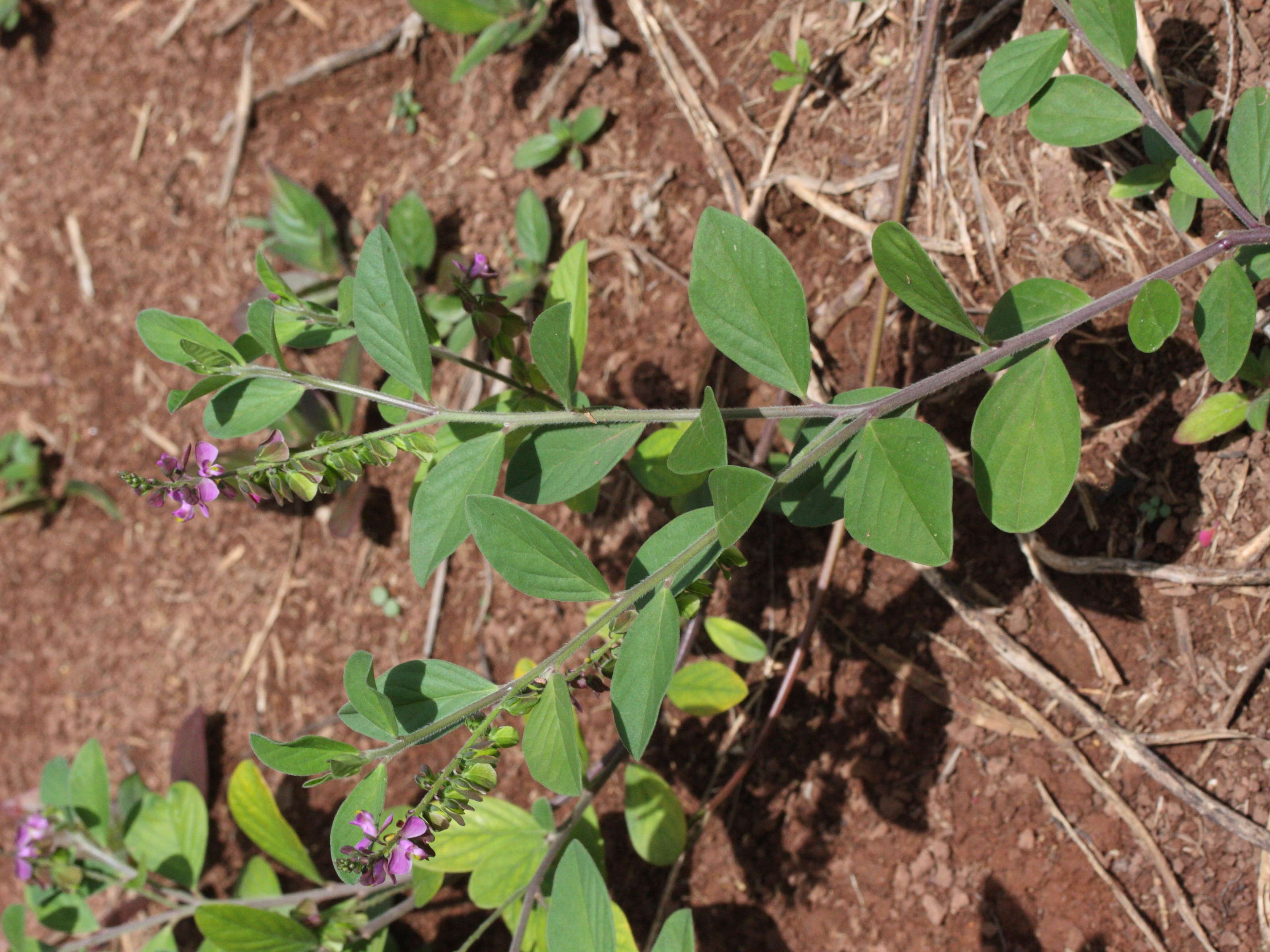 polygala_violacea1md