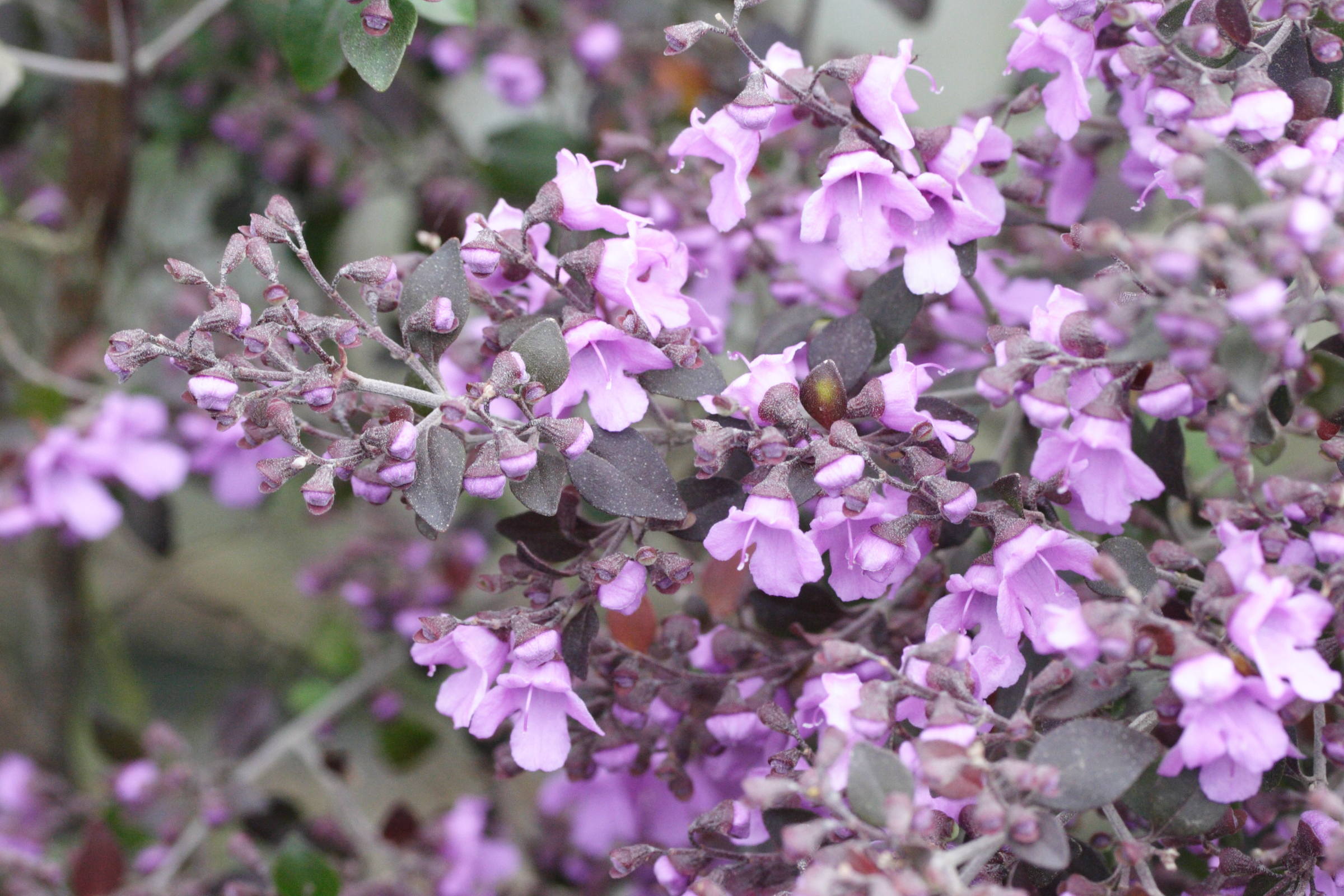 prostanthera_rotundifolia2md
