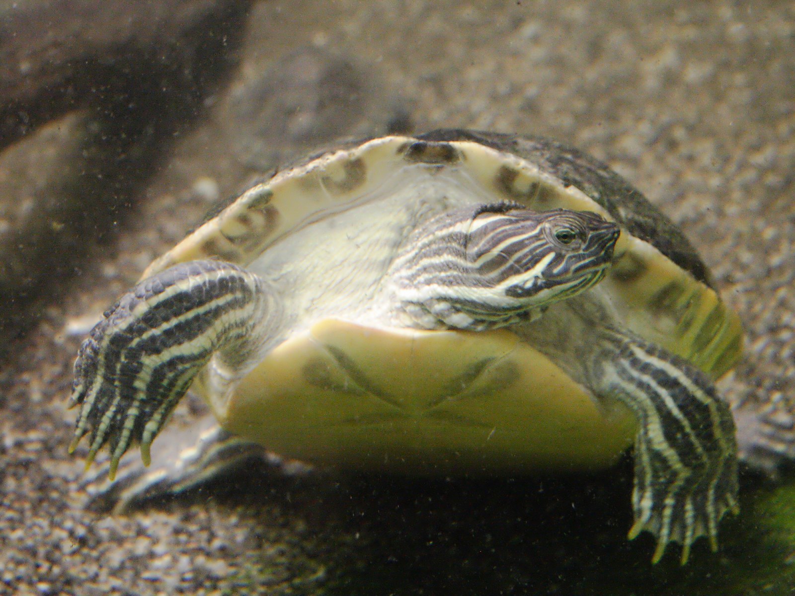 pseudemys_concinna1md