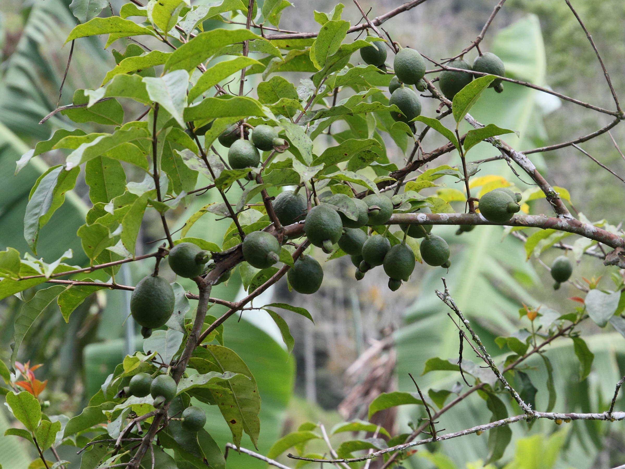 psidium_friedrichsthalianum4md