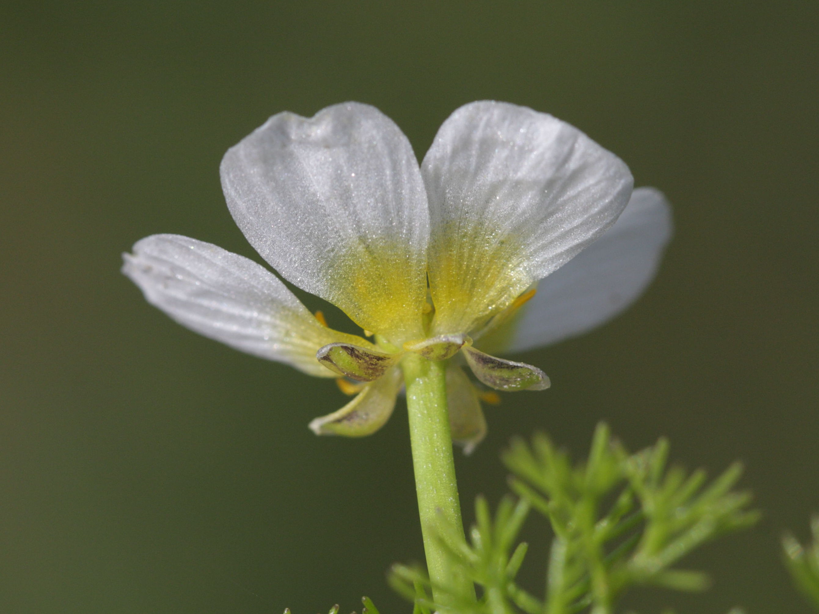 ranunculus_baudotii2bd