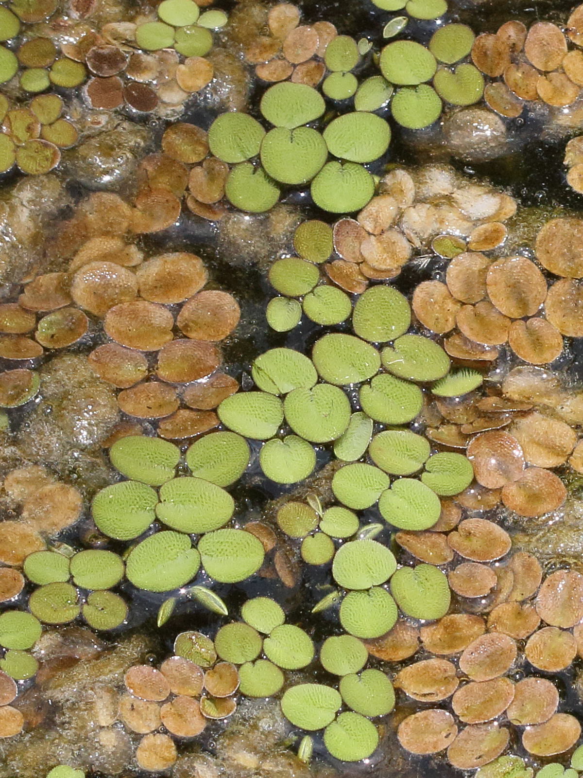 Afficher le média salvinia_auriculata4bd salvinia_auriculata4bd