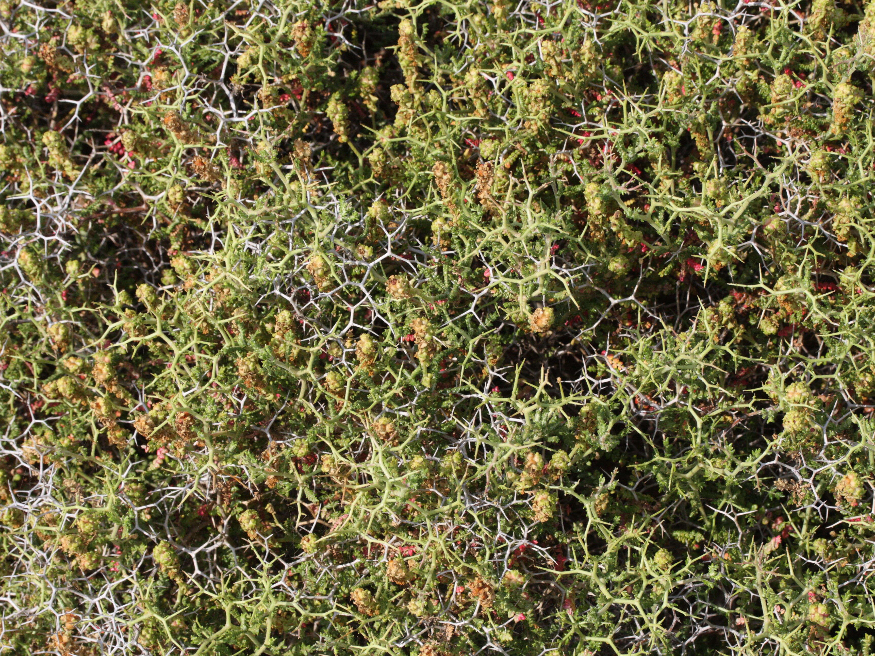 sarcopoterium_spinosum1md