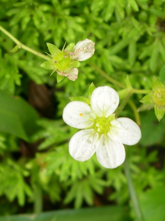 Saxifraga_rosacea