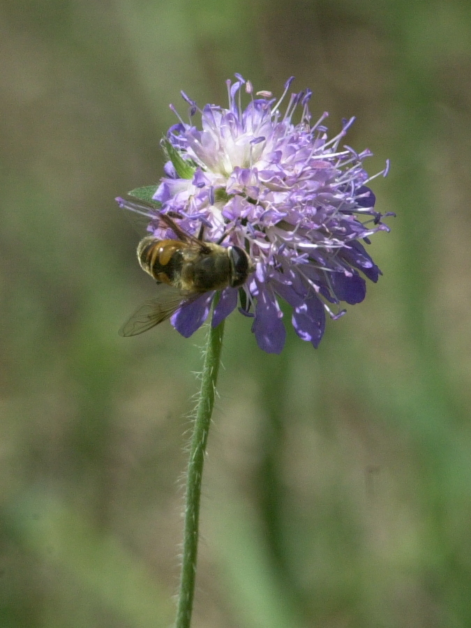 scabiosa_columbaria2md