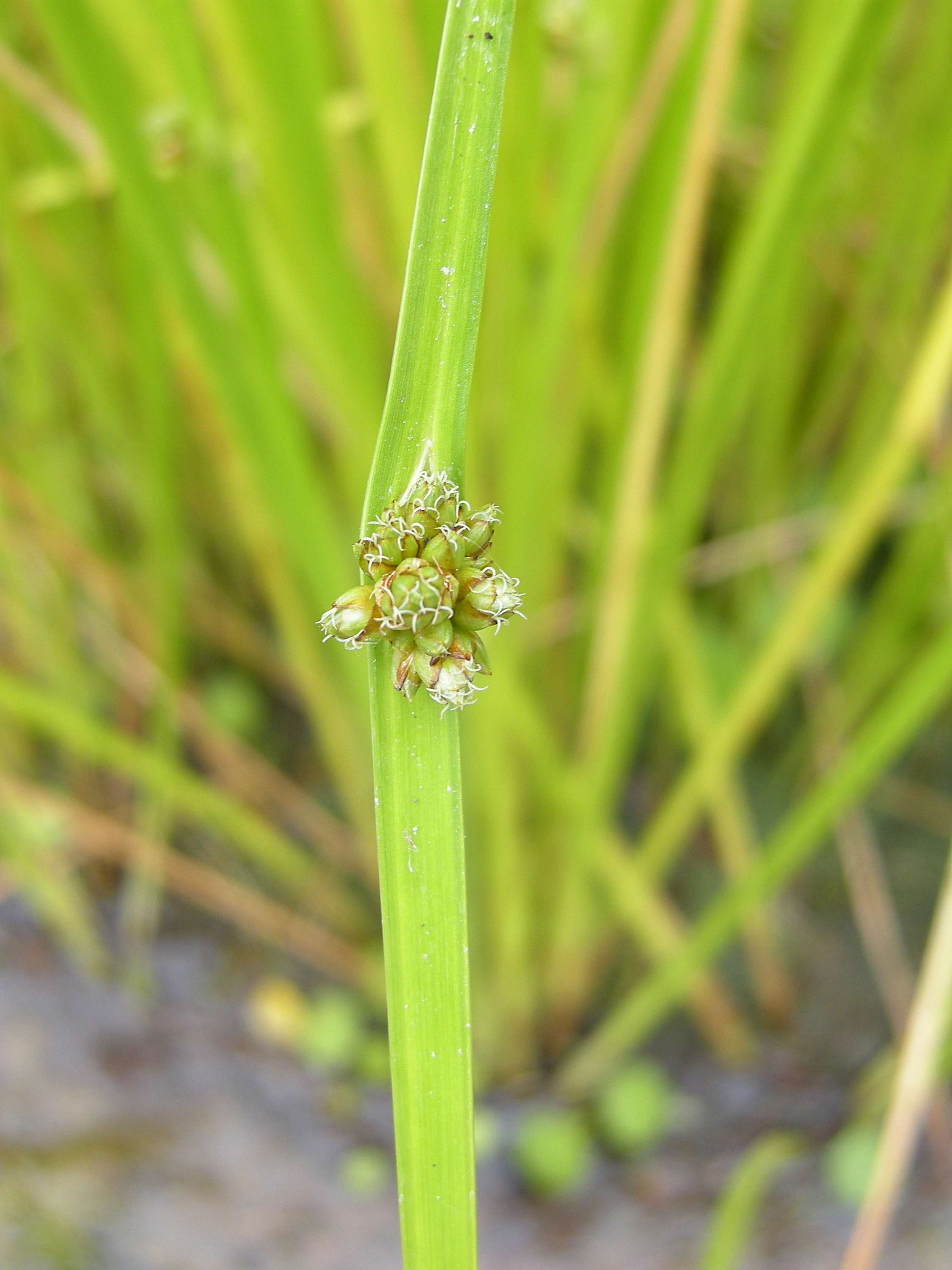Schoenoplectus_mucronatus