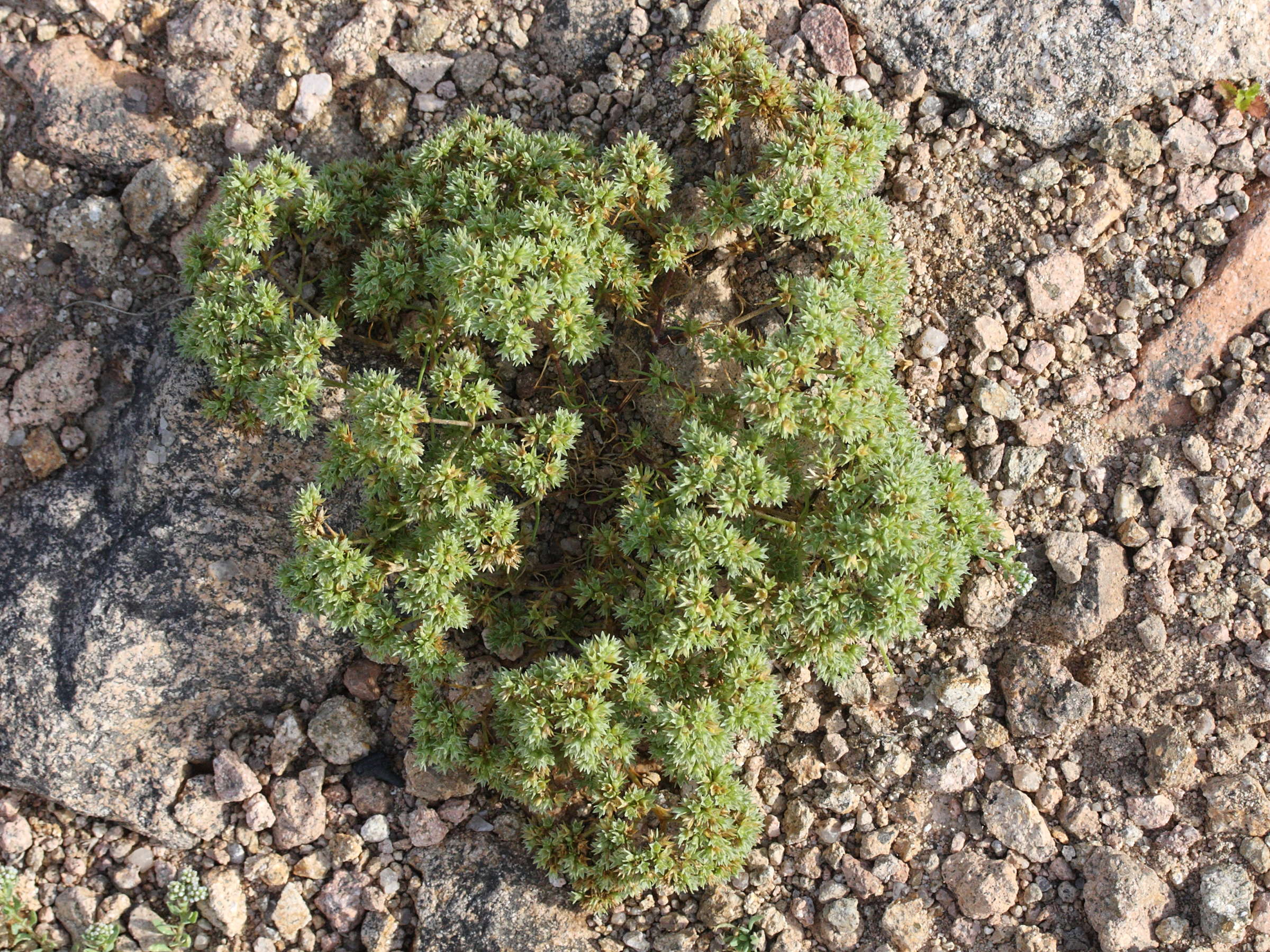 scleranthus_annuus1md