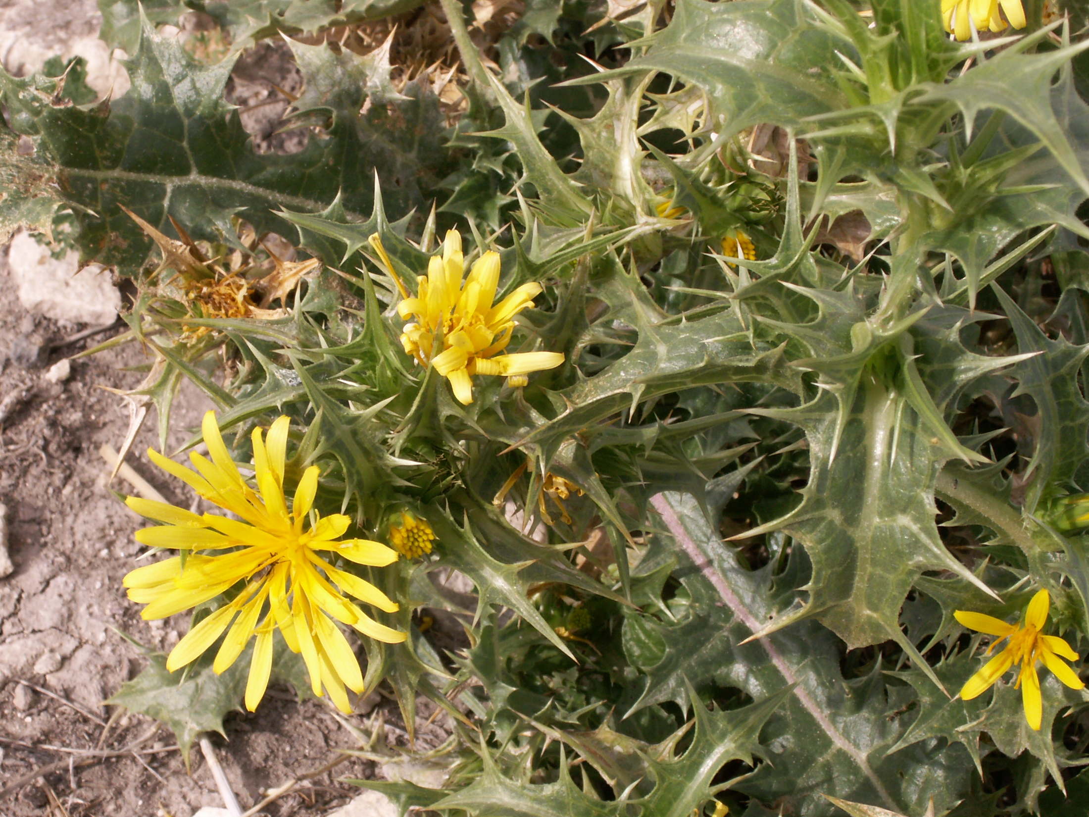 Afficher le média scolymus_hispanicus3bd scolymus_hispanicus3bd