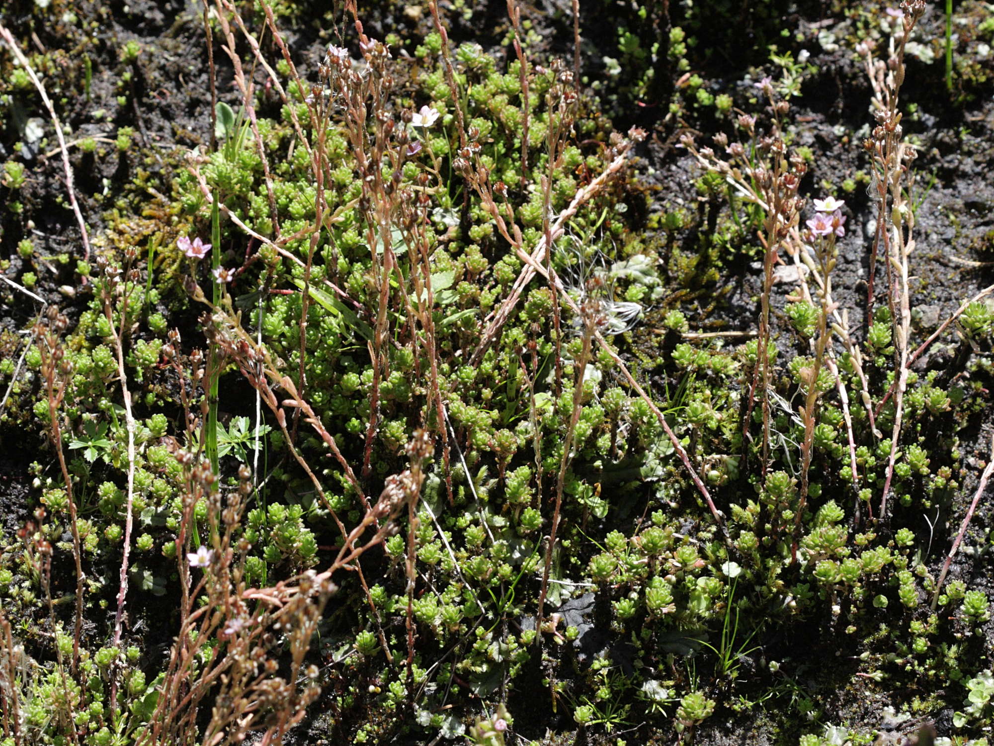 sedum_villosum1bd