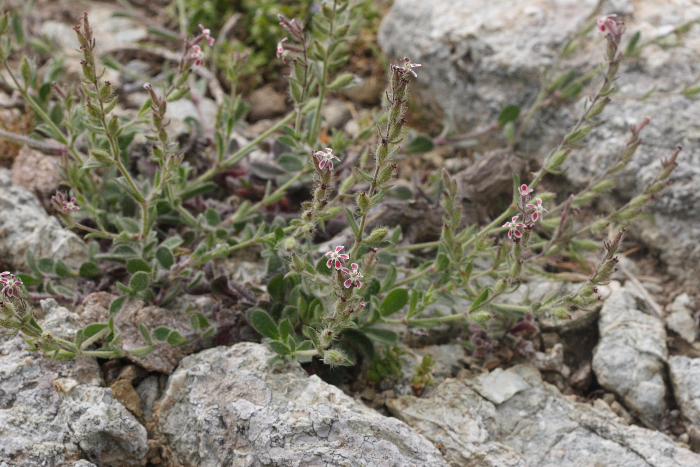 Afficher le média silene_gallica1bmd silene_gallica1bmd