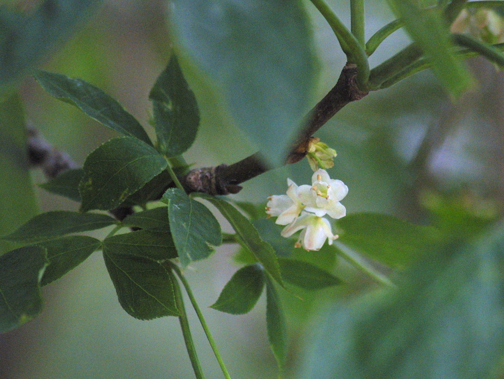 staphylea_pinnata2md
