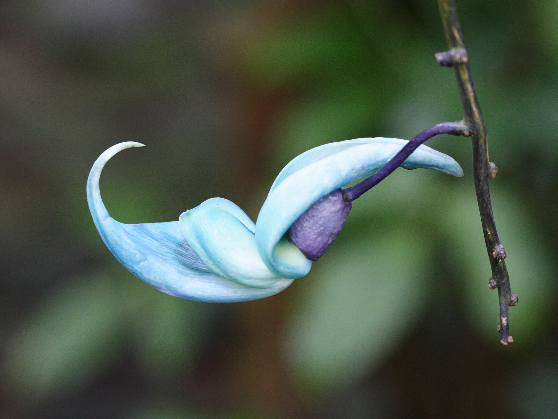 strongylodon_macrobotrys2md