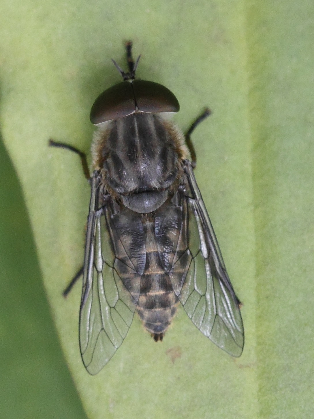 Tabanus_autumnalis