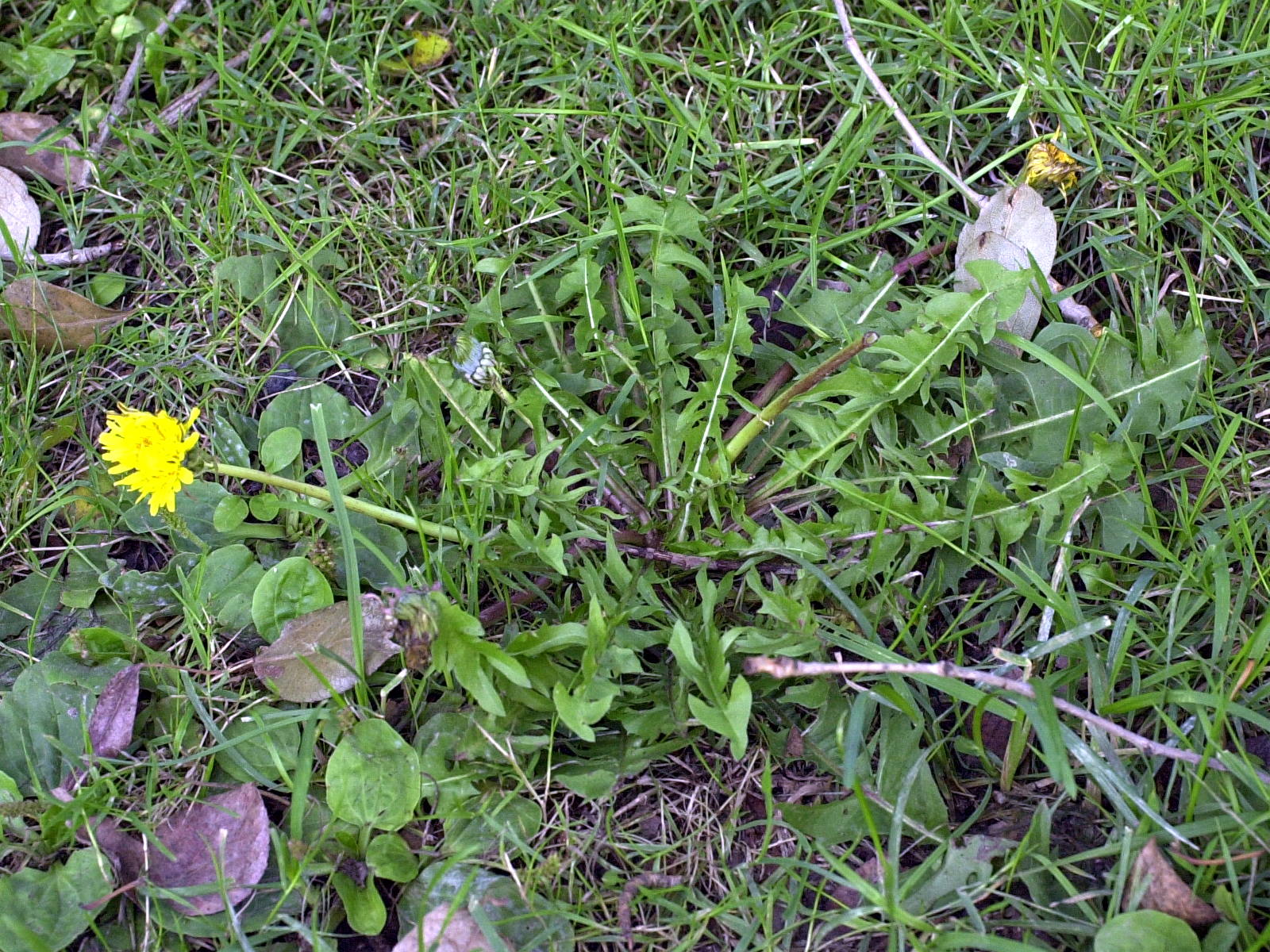 taraxacum_dens-leonis1md