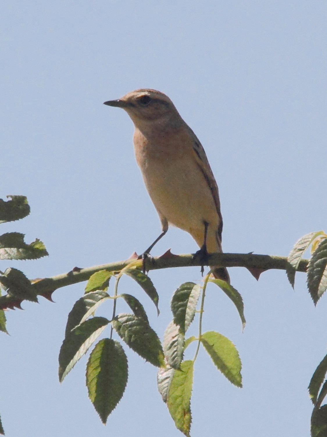 tarier_des_pres_-_saxicola_rubetra4md