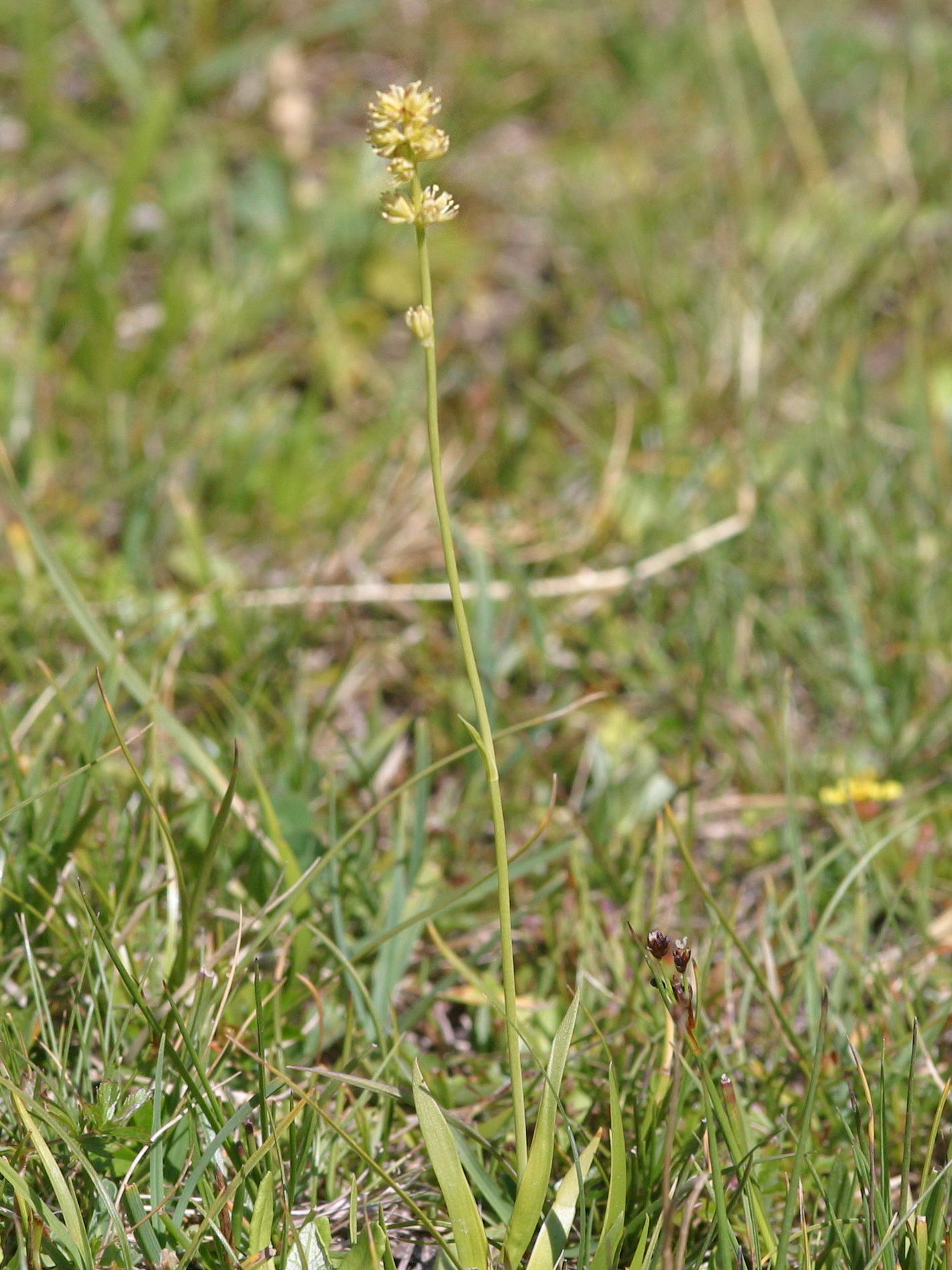 Afficher le média Tofieldia_calyculata Tofieldia_calyculata