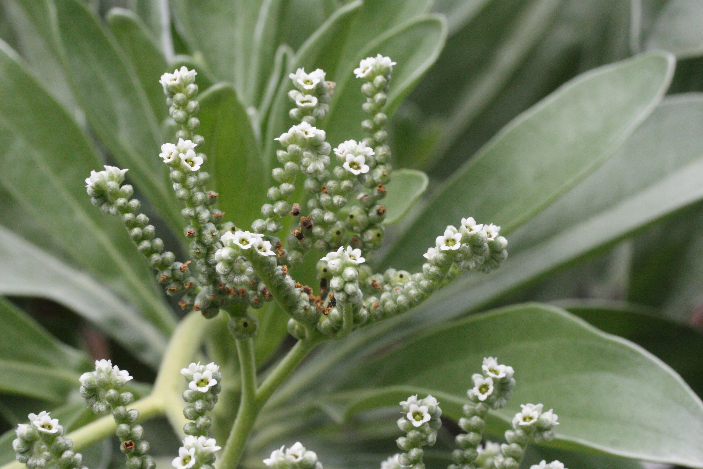 tournefortia_argentea1md