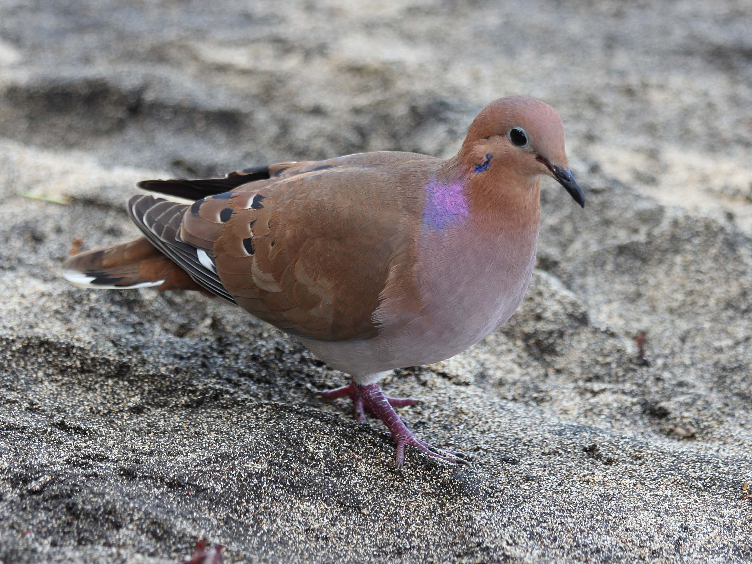 tourterelle_a_queue_carree_-_zenaida_aurita5sd