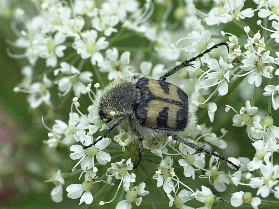 trichius_fasciatus1md