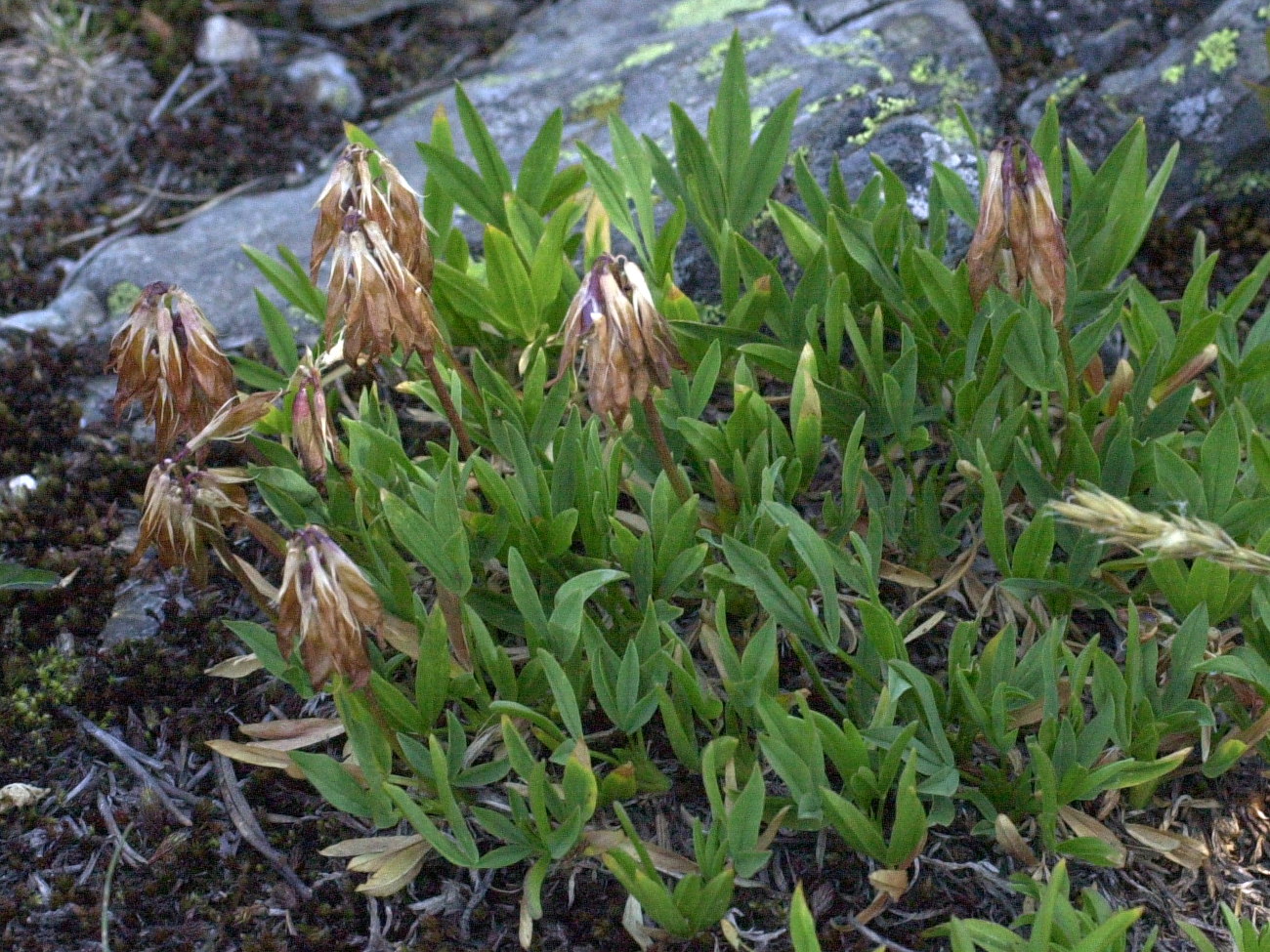 trifolium_alpinum3md
