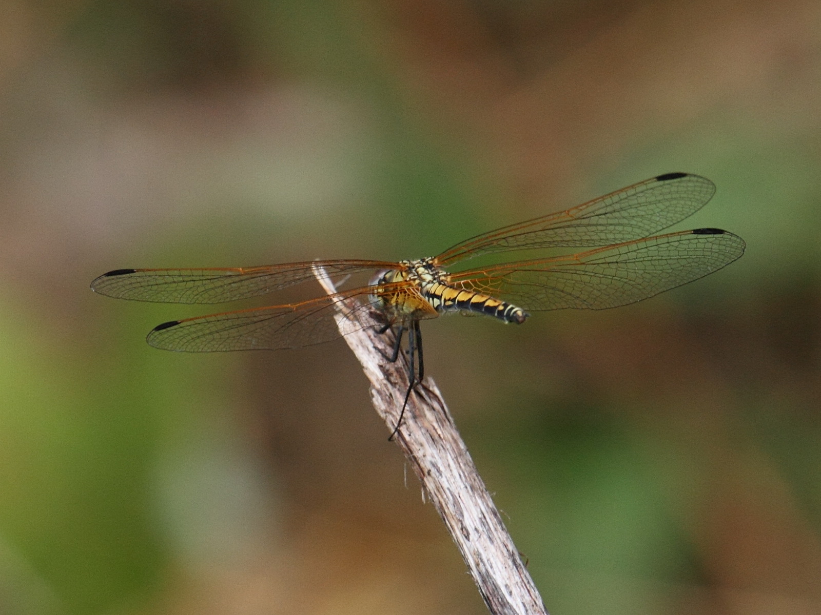 trithemis_arteriosa1bbd