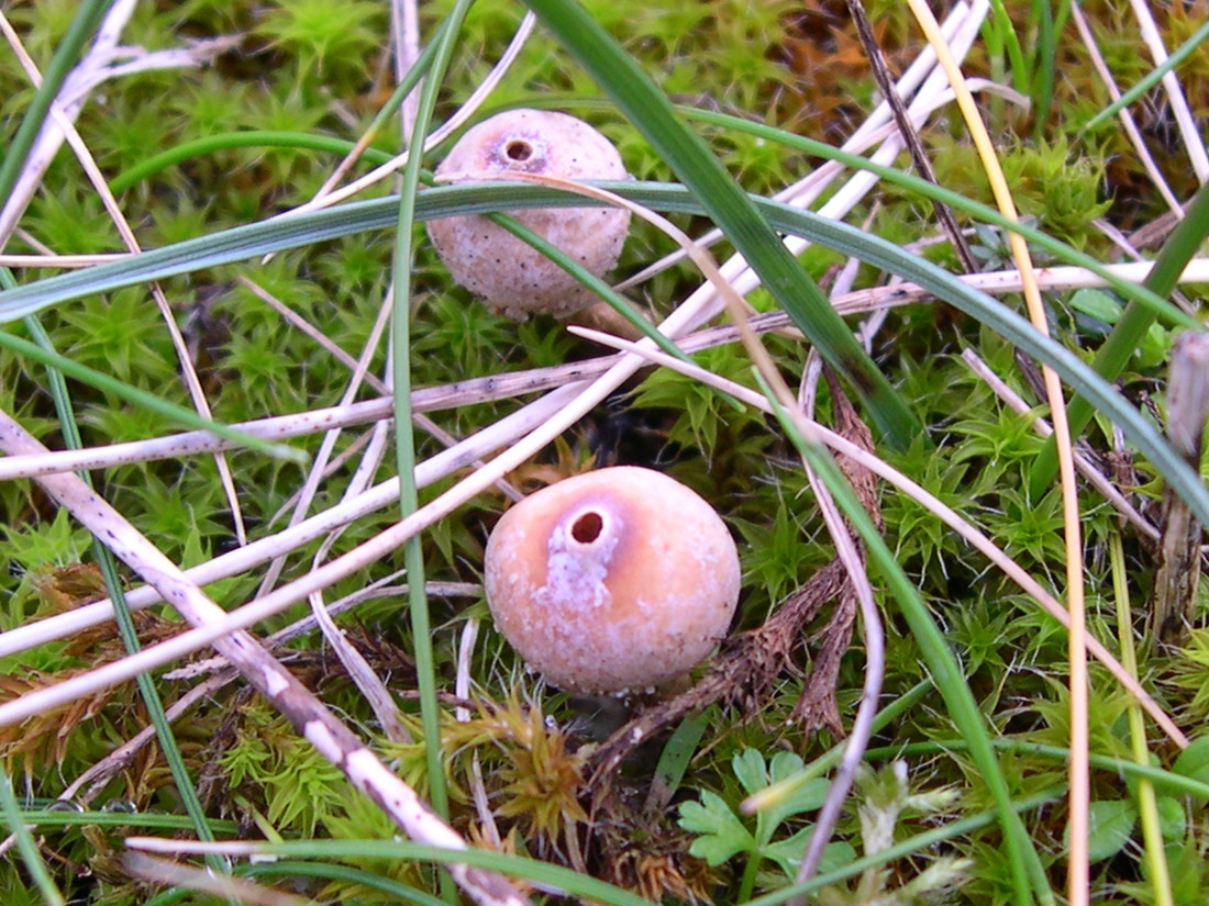 Afficher le média tulostoma_brumale3md tulostoma_brumale3md
