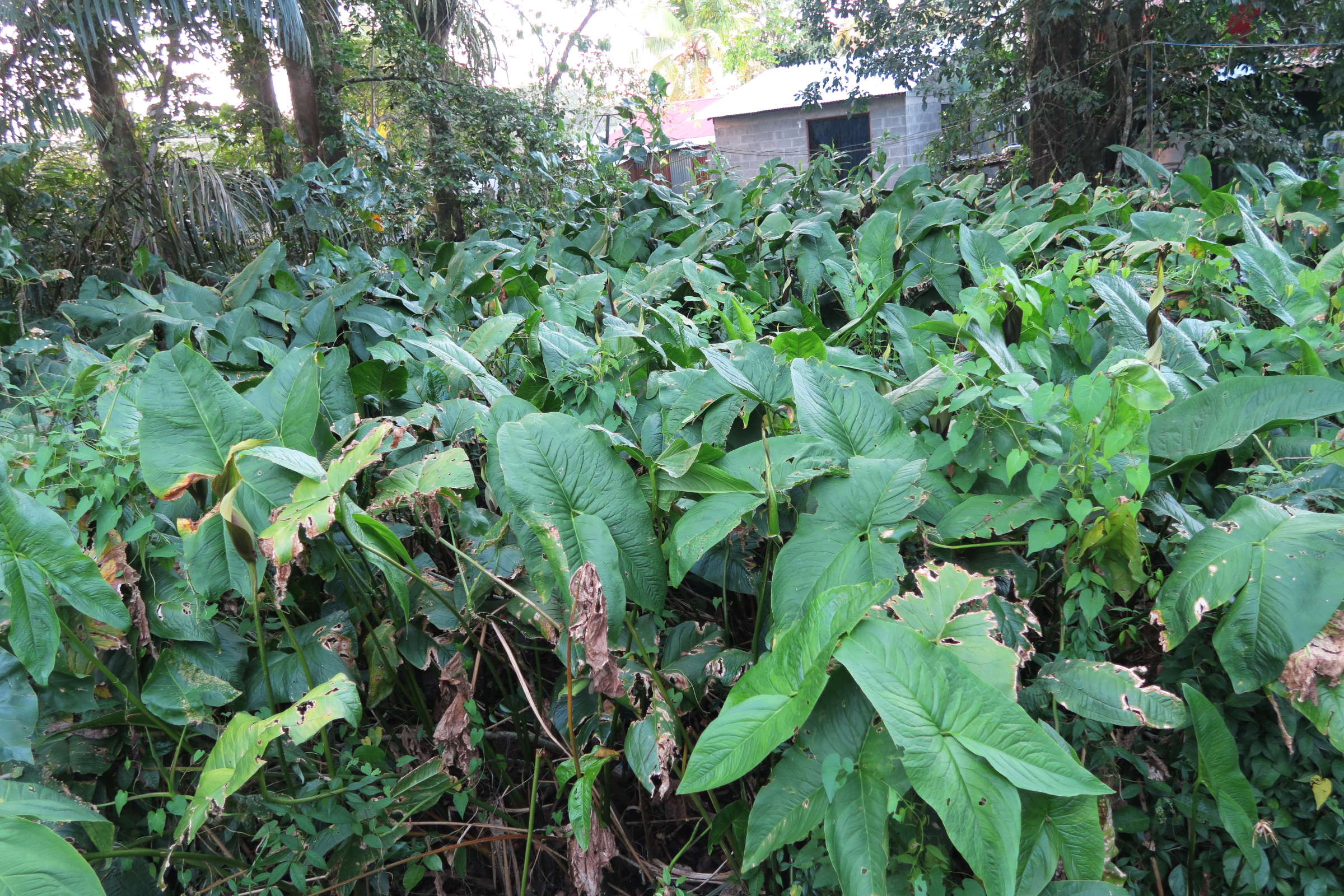 urospatha_friedrichsthalii1md