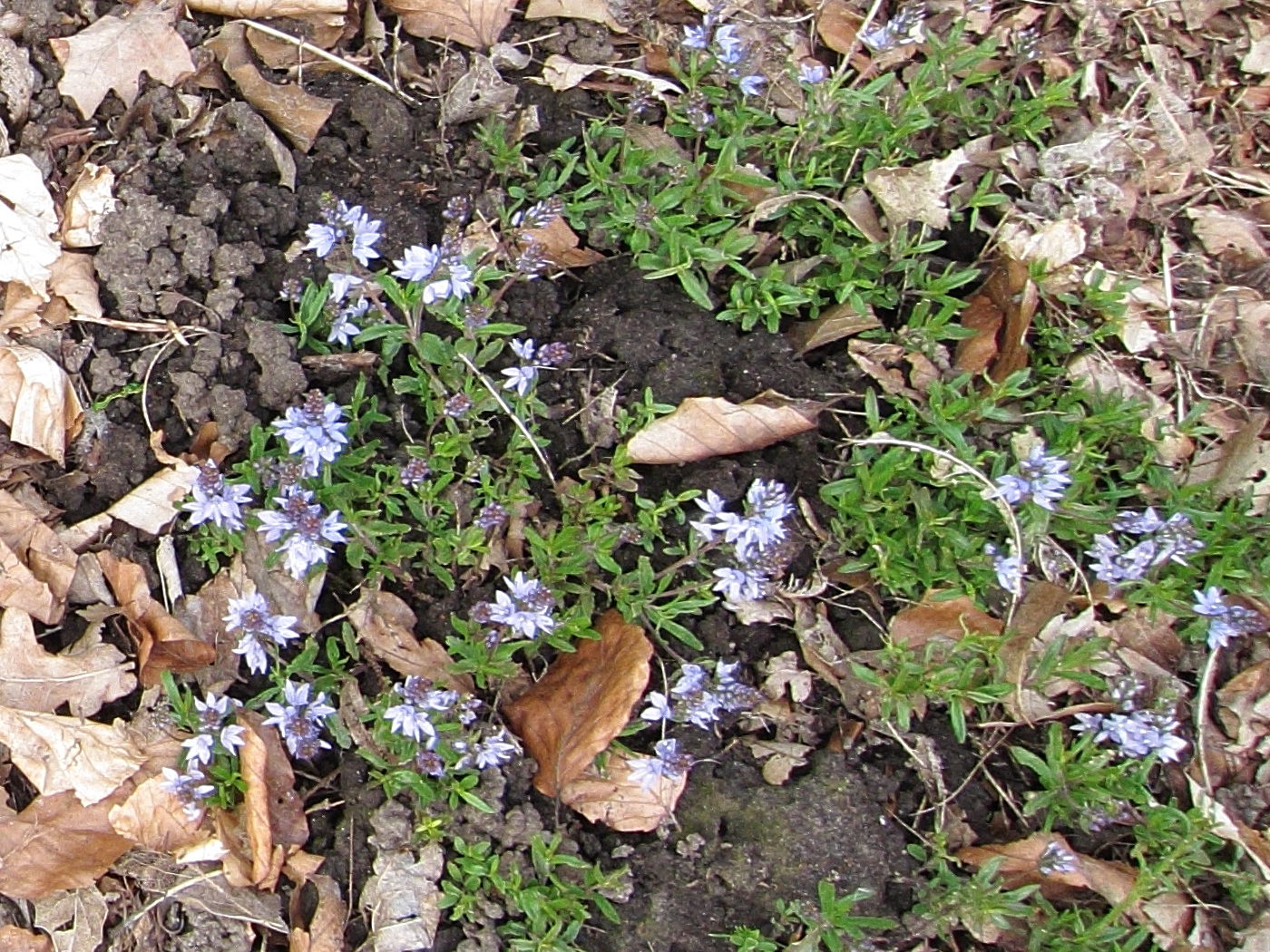 Afficher le média veronica_gentianoides2bd veronica_gentianoides2bd