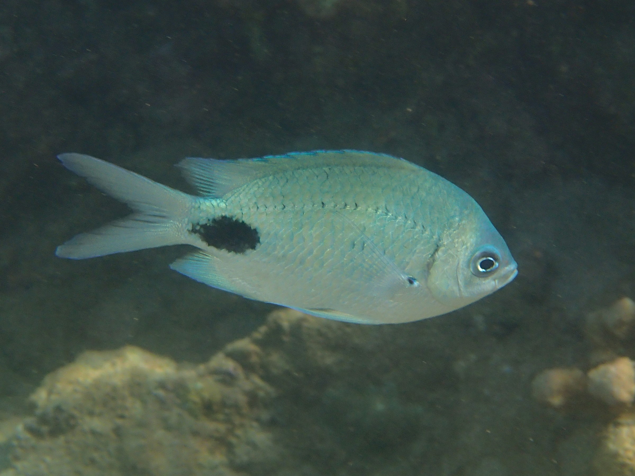 Afficher le média abudefduf_sparoides3bd abudefduf_sparoides3bd