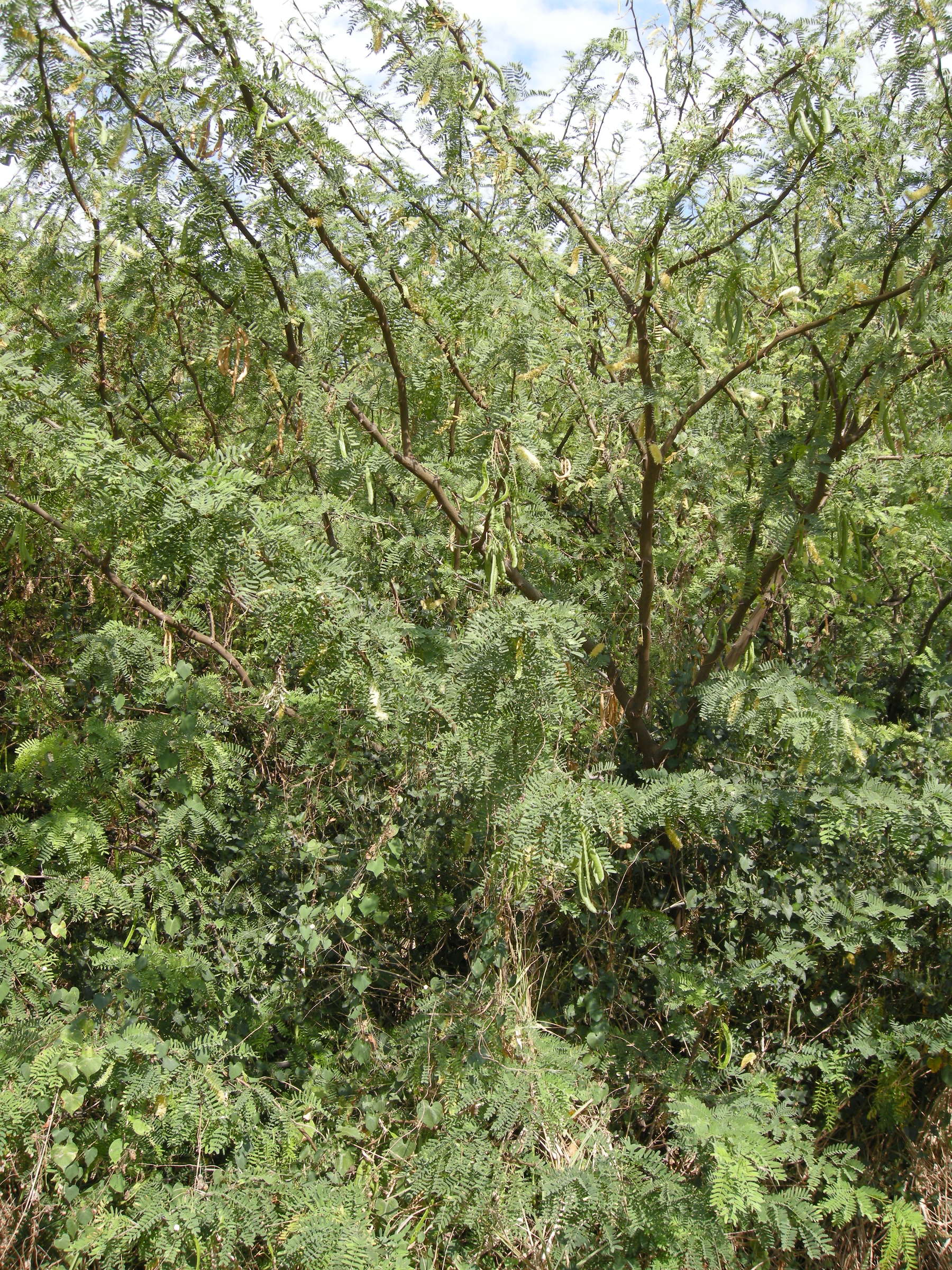 Afficher le média acacia_farnesiana3md acacia_farnesiana3md