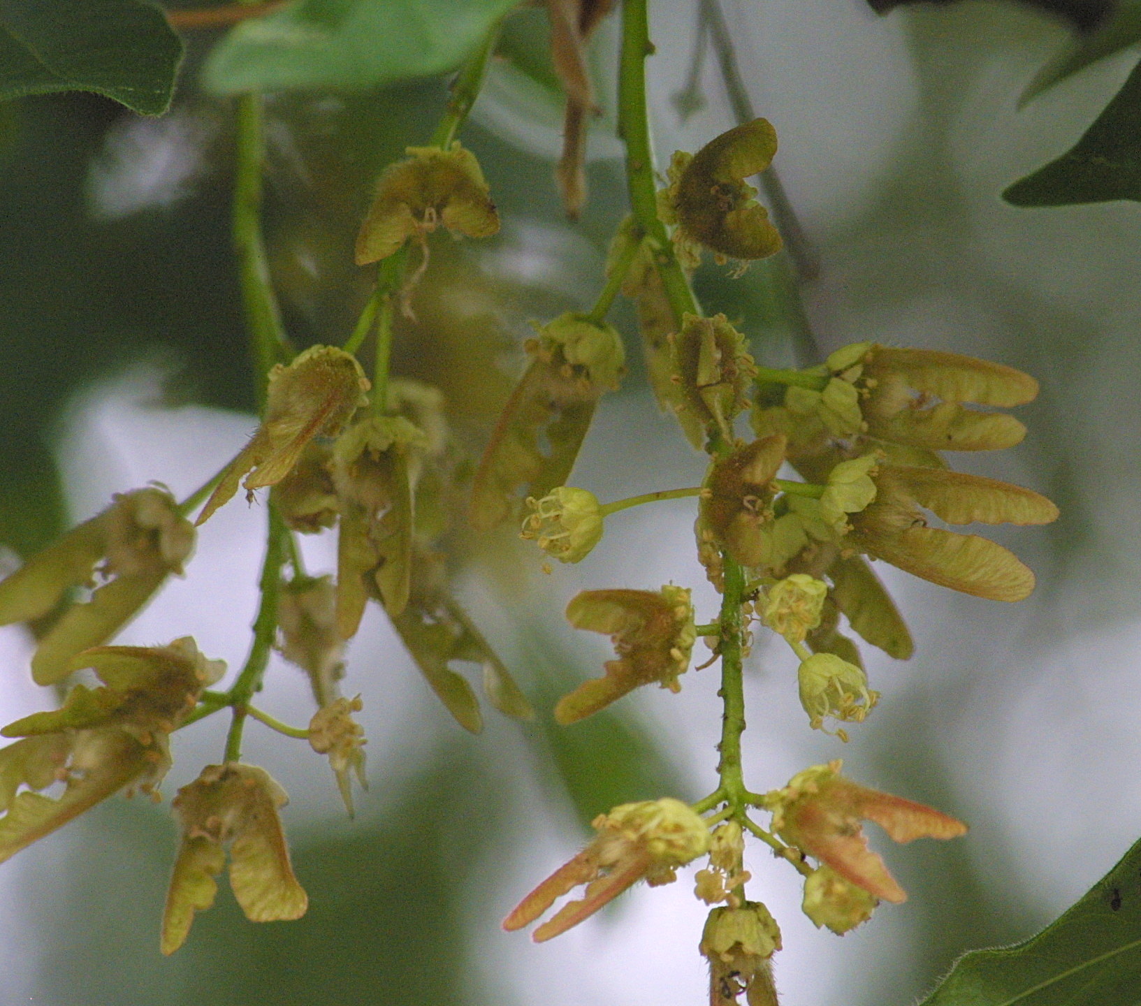 acer_macrophyllum3md