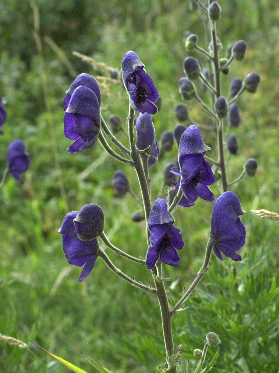 Afficher le média aconitum_napellus6md aconitum_napellus6md