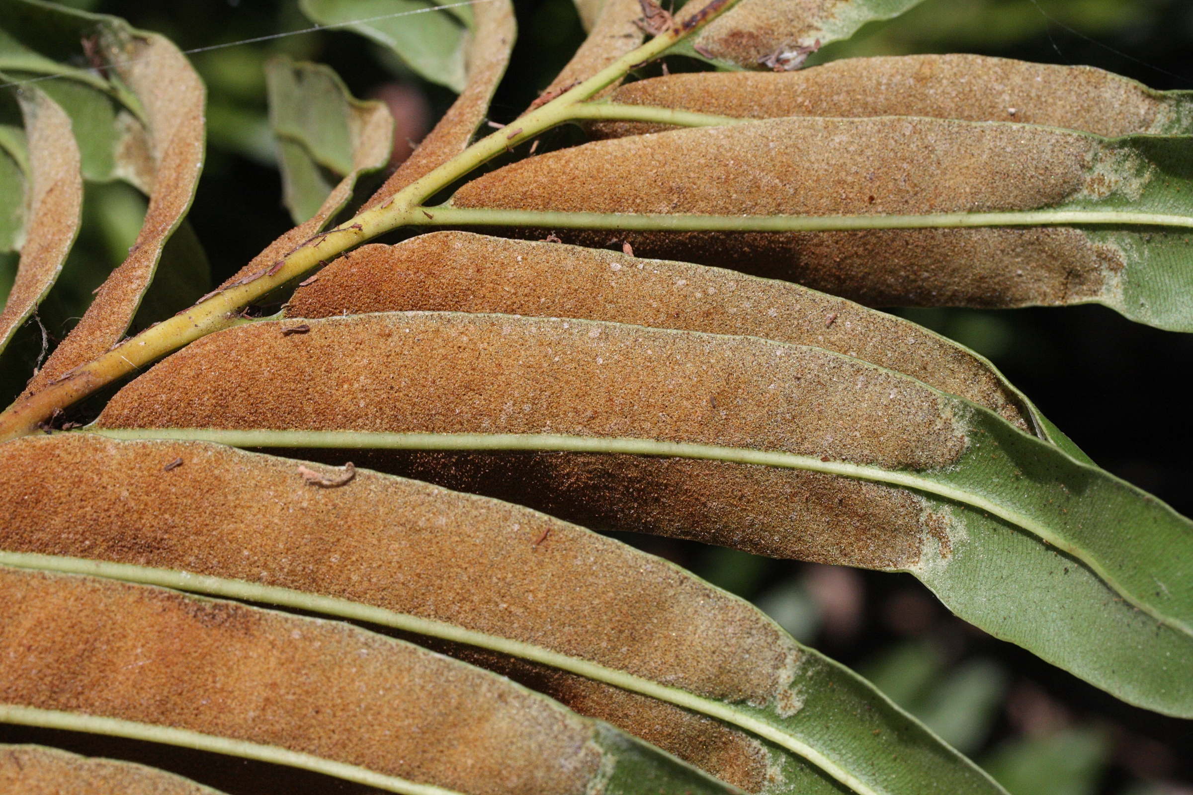 acrostichum_danaeifolium3md