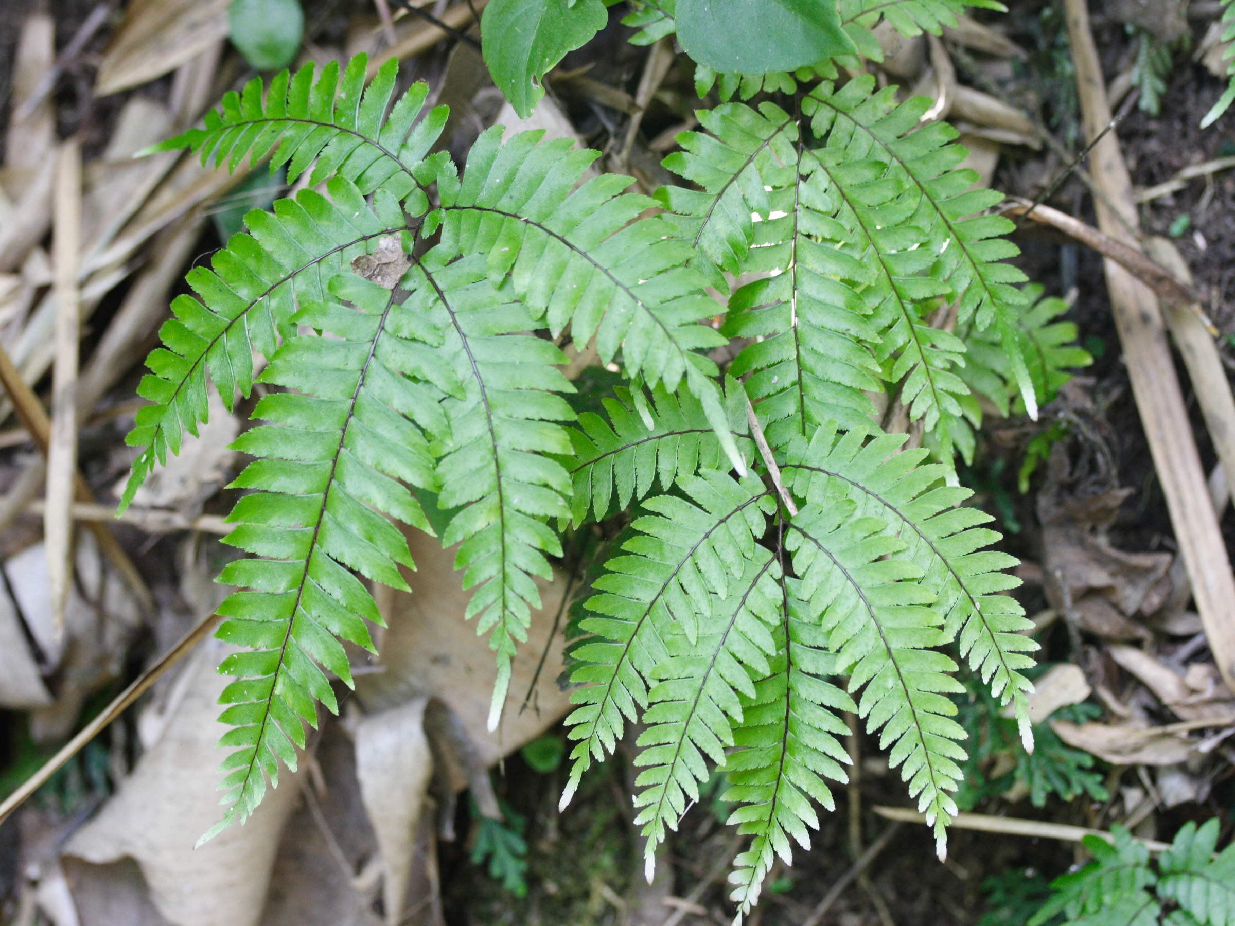 adiantum_latifolium1md