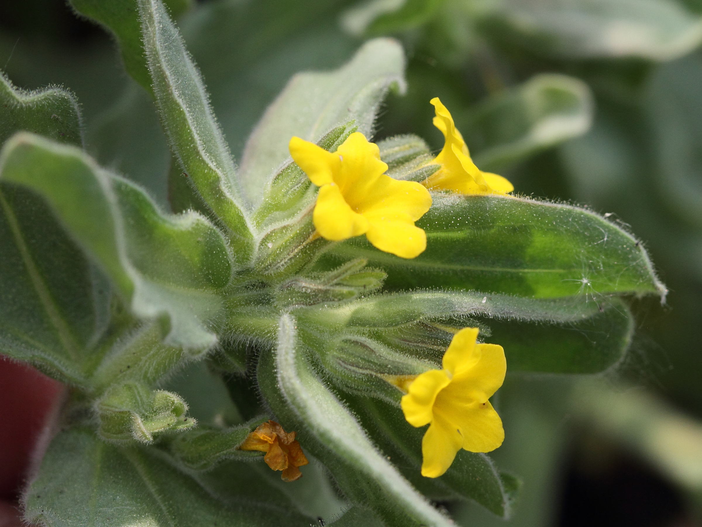 alkanna_orientalis3bd