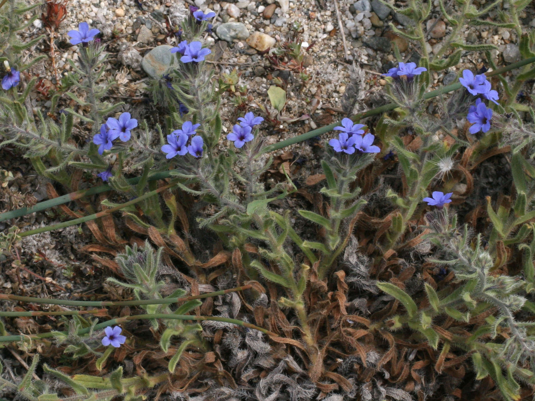 alkanna_tinctoria2md