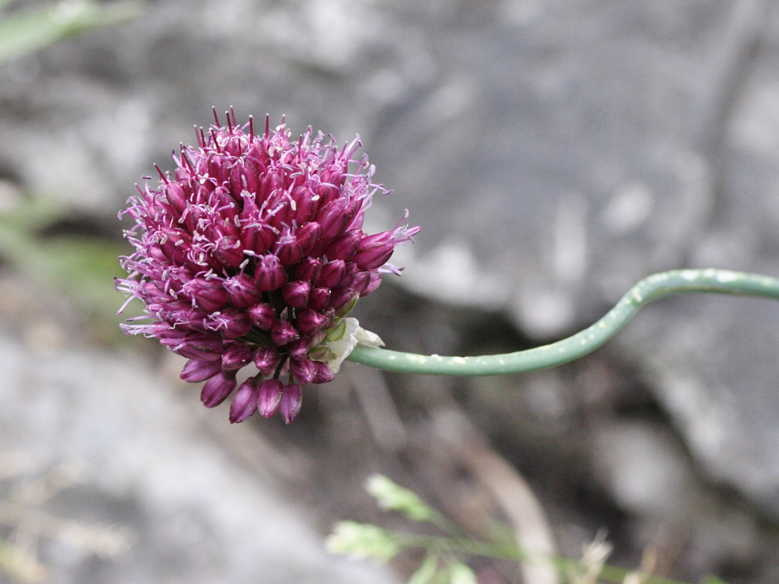 allium_sphaerocephalon1md