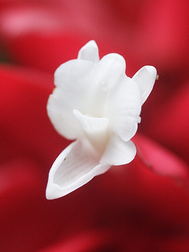alpinia_purpurata2amd