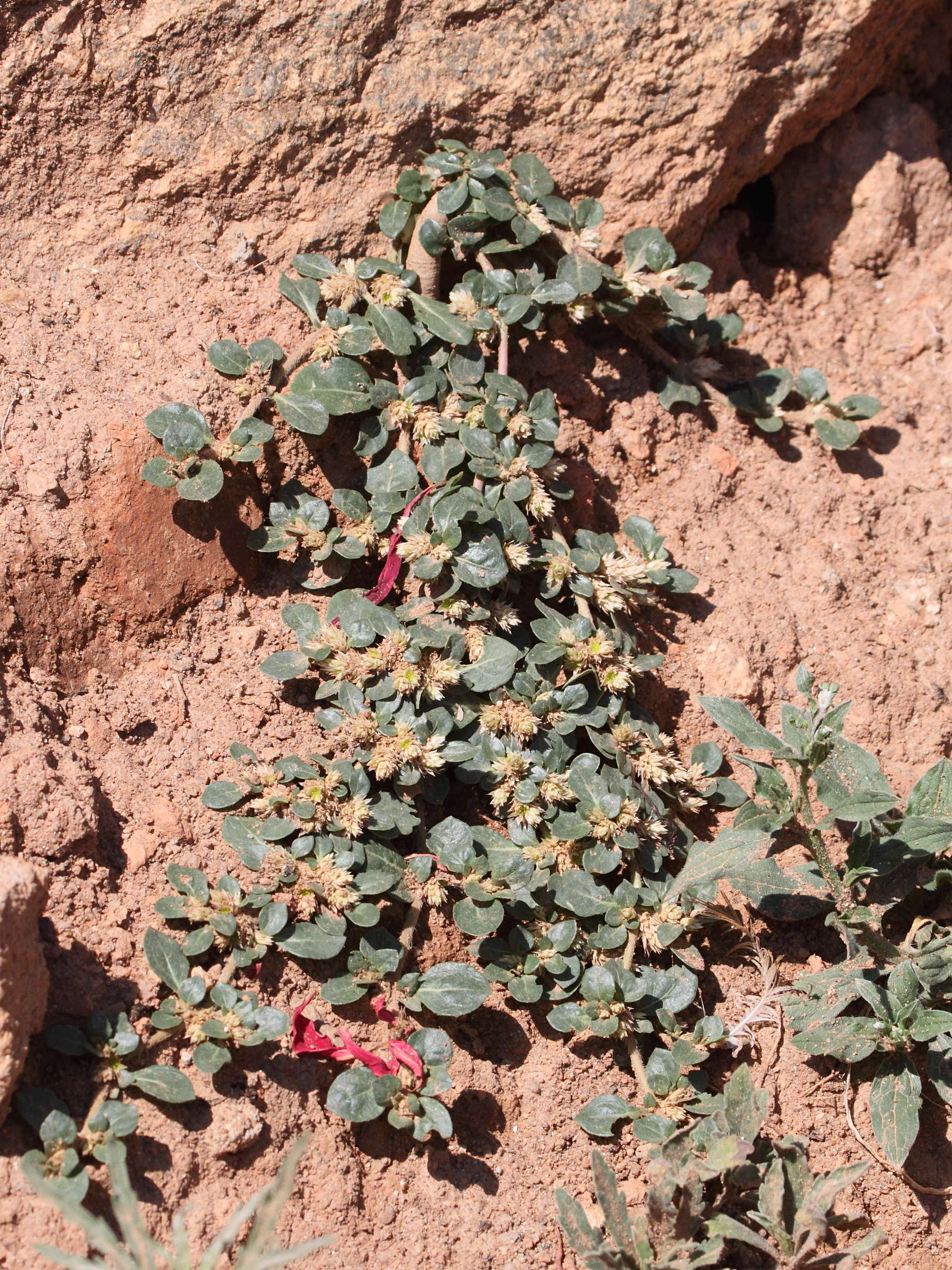 Afficher le média alternanthera_sessilis4bd alternanthera_sessilis4bd