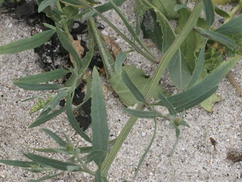 Afficher le média atriplex_patula2md atriplex_patula2md