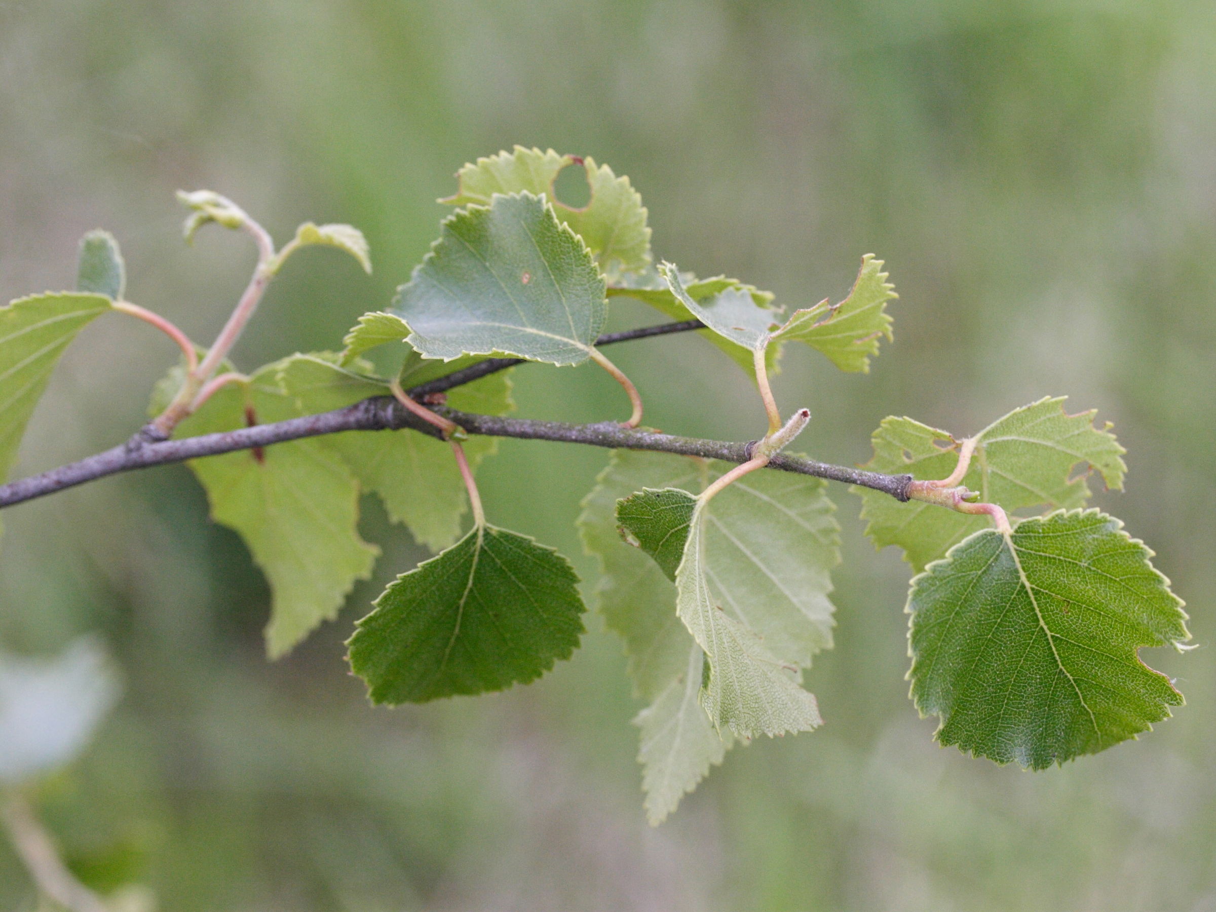 betula_pubescens_glutinosa2md