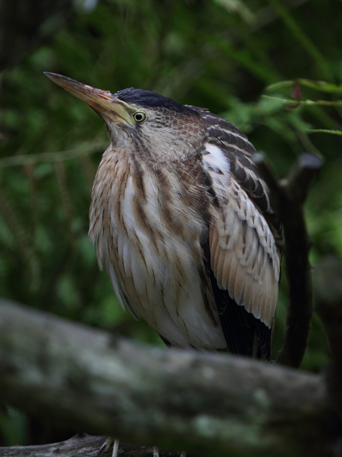 blongios_nain_-_ixobrychus_minutus1bd