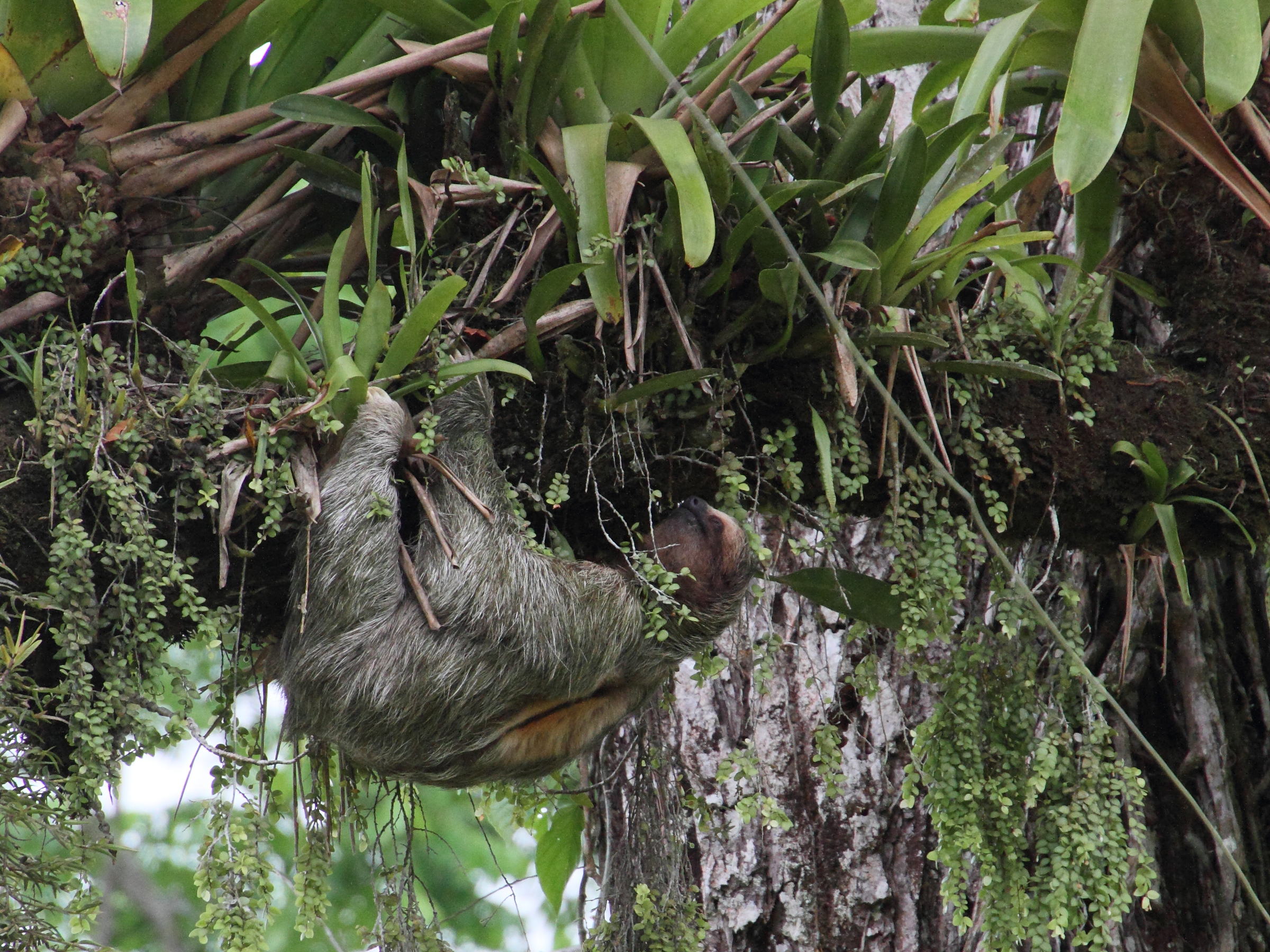 bradypus_variegatus4md